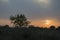 Sundown and sunrises. Purple violet sky and much clouds. Silhouette of lonely tree in the dark meadow on the background of heaven