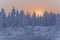 Sundown and sunrises. Winter landscape. Orange sky and silhouettes of trees on the background of heaven. Frosty evening, snow arou