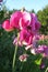 Sundrenched pink sweet peas in meadow