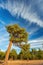 Sunet view of Tree and Sunset Clouds near Nevada Beach