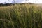 Sunfall at wild meadow with grass and flowers