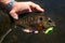 Sunfish Bluegill Caught on Crankbait Fishing Lure