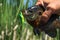 Sunfish Bluegill Caught on Crankbait Fishing Lure