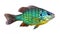 Sunfish Pumpkinseed Bream Lepomis gibbosus - colorful freshwater fish - white background - Sorete Biban soare - aquarium fish