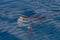 Sunfish on sea surface while eating velella jellyfish