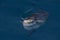 Sunfish on sea surface while eating velella jellyfish