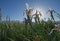 Sunflare Behind Wild Iris Flower