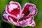 Sunflor charmy dianthus dianthus carophyllus