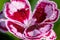 Sunflor charmy dianthus dianthus carophyllus