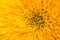 Sunflower abstract