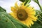 sunflower against a background of vegetation fields and other sunflowers