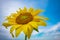 sunflower against a background of vegetation fields and other sunflowers