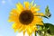 Sunflower against Blue Sky