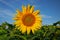 Sunflower against a blue sky in summer.