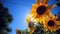 Sunflower against blue sky and sun shines through