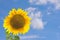 Sunflower against blue sky with white clouds. Copy space for writing. Close up of blooming sunflower.