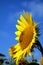 Sunflower against a bright sky