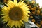 Sunflower against a flower wall and Sky