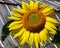 Sunflower Against A Metal Roof