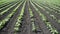 Sunflower agricultural field. Aerial Approach shot over Newly sprouted sunflower plants. Sunny day. Summer.