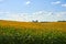 Sunflower agricultural field cloudy sky background