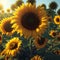 Sunflower agricultural field looks beautiful at sunset. Vibrant sunflower field in sunset