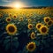 Sunflower agricultural field looks beautiful at sunset. Vibrant sunflower field in sunset