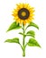 Sunflower agricultural plant head with oil seeds. Vector illustration.
