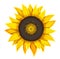 Sunflower agricultural plant head with oil seeds. Vector illustration.