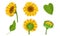 Sunflower Agricultural Plant with Yellow Petals and Seeds Vector Set