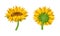 Sunflower Agricultural Plant with Yellow Petals and Seeds Vector Set