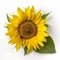 sunflower - ai generative image
