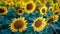 Sunflower amongst others