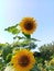 Sunflower is an annual plant