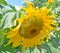 The sunflower is an annual plant native to the Americas.