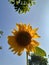 Sunflower is an annual plant from the popular kenikir-kenikir tribe