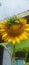 Sunflower is an annual plant from the popular kenikir-kenikir tribe, both as an ornamental plant