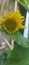 Sunflower is an annual plant of the popular kenikir-kenikir tribe, both as an ornamental plant