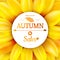 Sunflower autumn sale. EPS 10