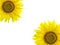 Sunflower background