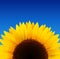 Sunflower background