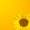 Sunflower background