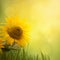 sunflower background pictures
