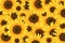 Sunflower background