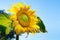 Sunflower on a background of blue sky. Close-up plantation of yellow blooming sunflower at sunset. Natural sunflower background