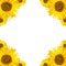 Sunflower background copyspace