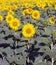 Sunflower background in vertical