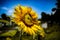 Sunflower background walpaper