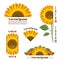 Sunflower banners and vector yellow sun flower labels with text