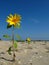 Sunflower on the beach